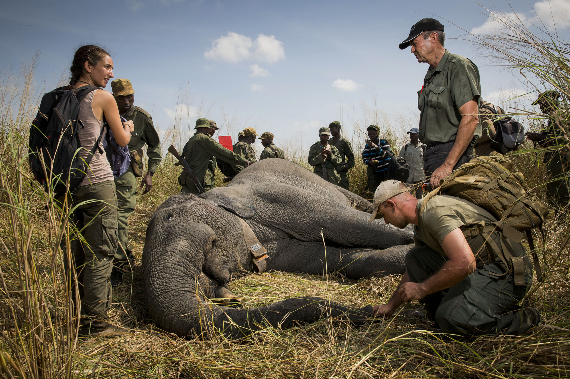 RDC : Trois fonctionnaires tués pour avoir tenté de protéger des éléphants