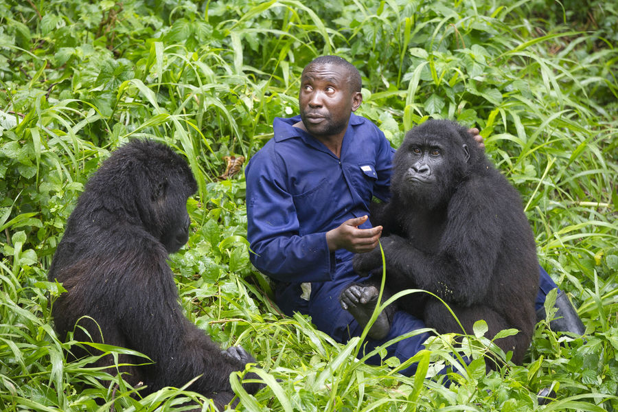La belle complicité des gorilles et leurs gardiens