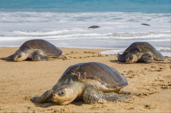 Conservation : LE RESEAU RASTOMA DECIDE DE FAIRE DE LA RDC UNE ECOLE PILOTE POUR LA REPRODUCTION DES TORTUES MARINES.