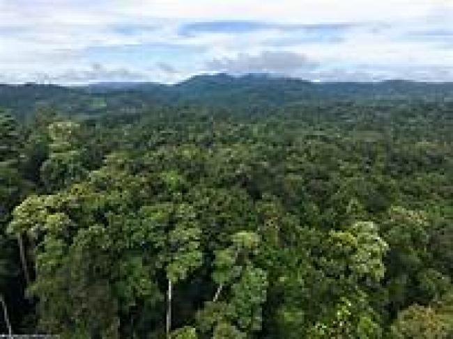 Foret : GREENPEACE AFRIQUE, LA MESURE PRISE PAR EVE BAZAIBA SUR LA LEVEE DU MORATOIRE OUVRE LA BRECHE A L’EXPLOITATION INTENSIVE ET ABUSIVE  DES FORETS CONGOLAISES.